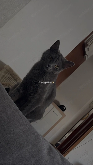BKH Katze abzugeben