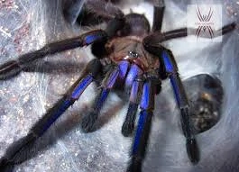 Vogelspinne  Chilobrachis natanicharum  ( ehemals  spec. electric blue )  Weibchen