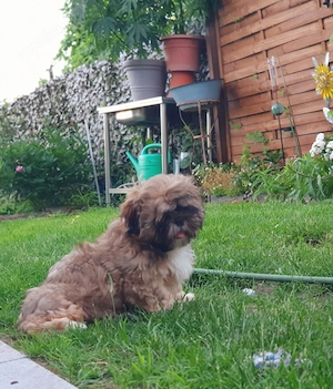 Shih Shih Welpen