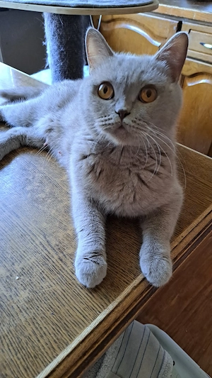 Bkh britisch kurzhaar zuchtkatze mit Stammbaum weiblich lilac