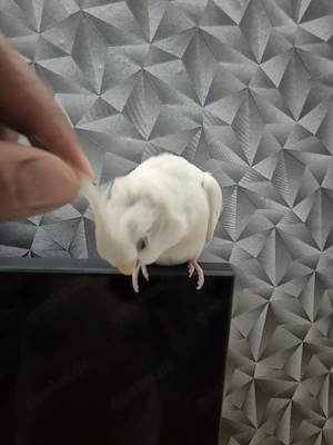 Nymphensittiche