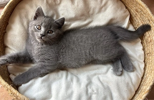 Britisch Kurzhaar ( Bkh ) Blue 