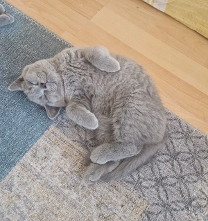 Wunderschöner Britisch-Kurzhaar-Kater (BKH) in Blau sucht ein liebevolles Zuhause