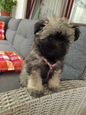Shih Tzu-Bärchen (12 Wochen alt) in gute Hände abzugeben