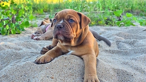 Old English Bulldog Welpen