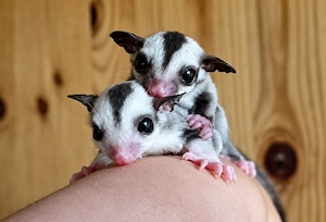 4 Sugar Glider Joys