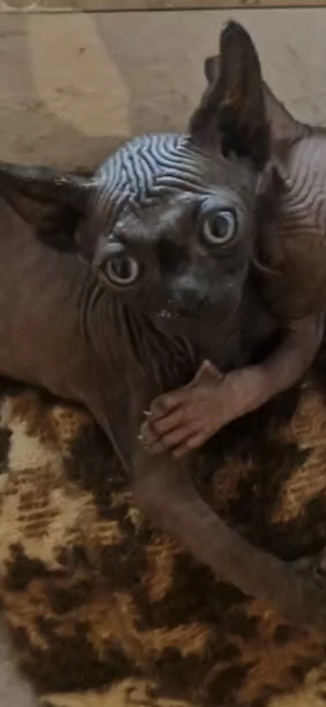 Sphynx katzen reinrassige 