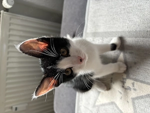 14Wöchiges Kitten zu verkaufen + Katzenklo 