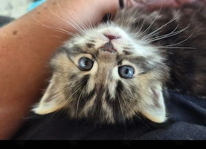 Wunderschönes Maine Coon Mädchen