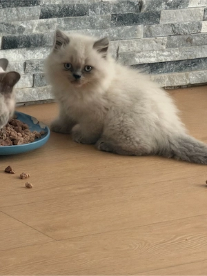 BLH kitten Reinrassig ABGABE HEUTE nur noch 2 weisse mädchen 