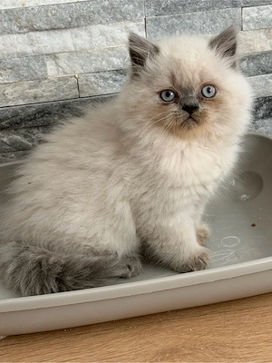 bkh blh kitten reinrassig abgabebereit nur novh 3 mädchen 