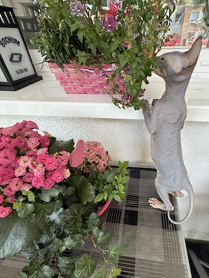 Don Sphynx Kitten 