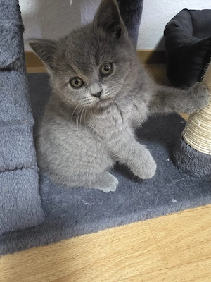 BKH kitten ab sofort abzugeben