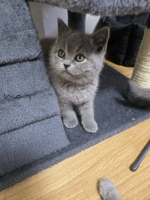 BKH kitten ab sofort abzugeben