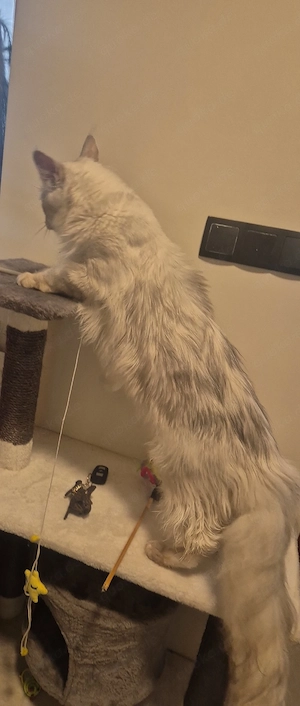 maine coon Deck Kater 