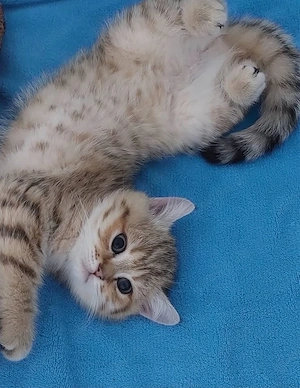 BKH kitten 