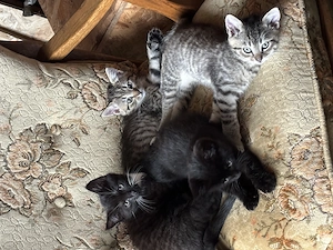 Katzen kitten 