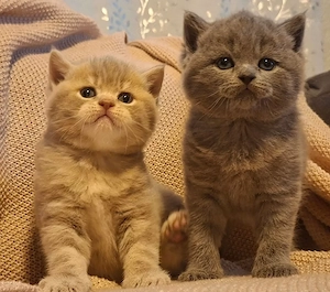 BKH Kitten 2 Jungs 