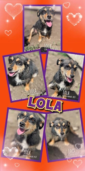 sehr kleine, sanfter, liebe, mit Artgenossen verträgliche, hübsche Hündin "Lola" sucht ein Zuhause