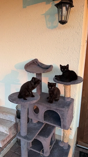 Katzenkinder