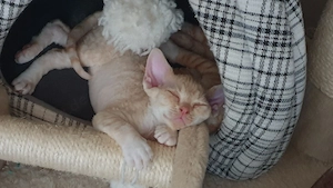Süße Devon Rex Kitten vom Züchter 