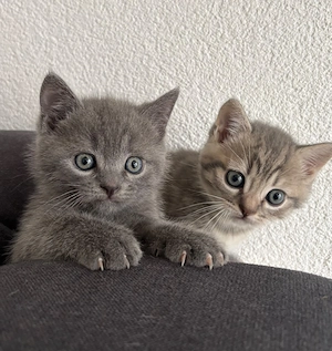 BKH-Mix Kitten suchen ein liebevolles Zuhause