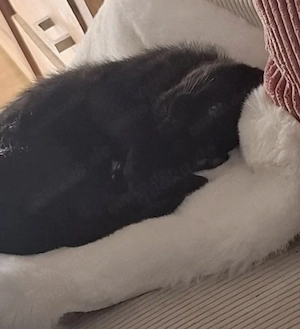 sehr verschmustes Kitten