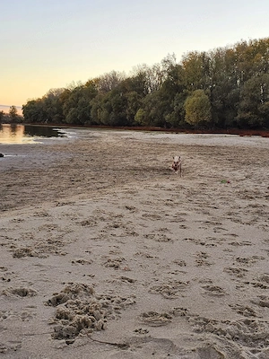 Chinese Crested Hündin gesucht 