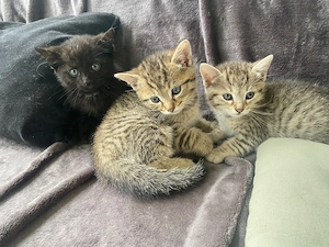 Drei süße Katzenbabys suchen ein liebevolles Zuhause