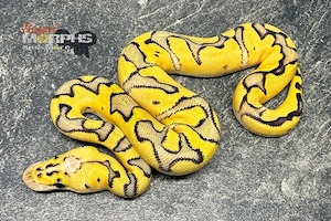 Königspythons NZ 2026