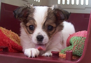 Chihuahua a welpen 