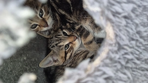 2 Kater suchen neues liebevolle Zuhause 