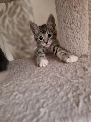 Maincoon Bkh Mix Abgabebereit