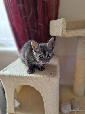 Maincoon Bkh Mix Abgabebereit