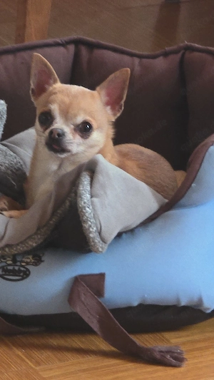 Chihuahua  Dame
