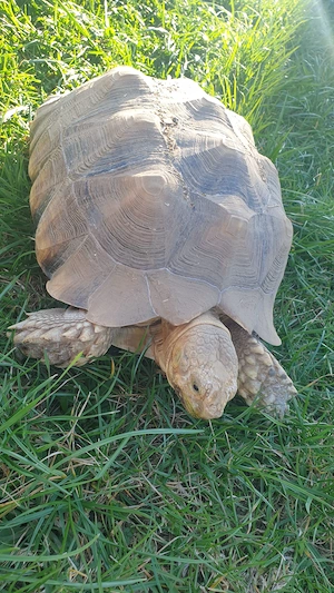 Spornschildkröten abzugeben 5kg und 12 kg 