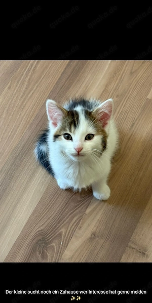 Maincoon Mix Kater Abgabe