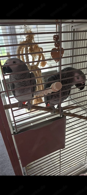 Graupapagei Pärchen Kongo 