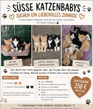Süße Katzenbabys 