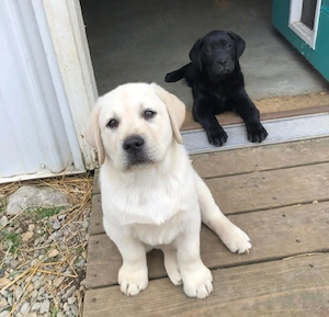 Süße Labrador-Welpen