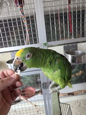 Amazonen paar 