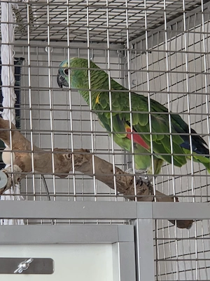 Amazonen paar 