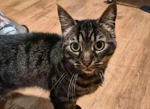 Kater Jemma sucht liebevolles Zuhause   