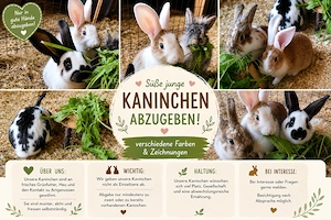 Süße junge Kaninchen 