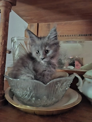 Abgabebereit Reinrassiges Maincoon Baby Mädchen 