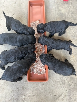 Hundewelpen