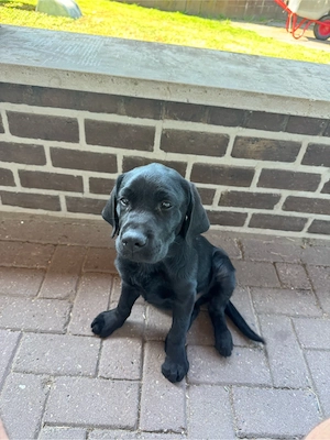 Labrador Rüde welpe