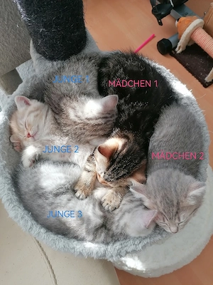 Bkh-Ekh-Mix Kitten