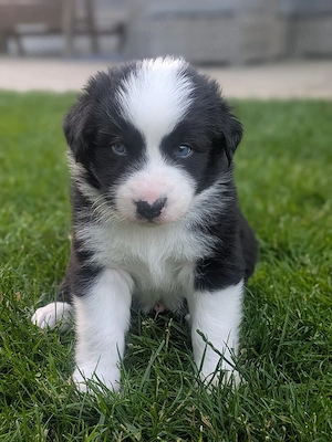 Welpen - Familienhund 