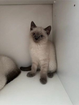 katzen kitten Baby